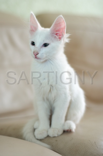ANGORRA TURC C032.jpg